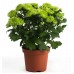 Хризантема / Chrysanthemum