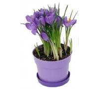 Crocus, Saffron