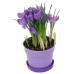 Crocus, Saffron