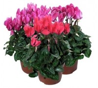 Cyclamen