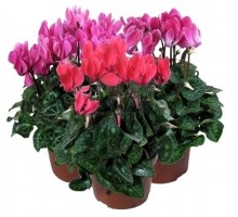Cyclamen