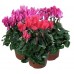 Цикламен / Cyclamen