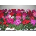 Цикламен / Cyclamen
