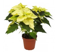 Poinsettia, Christmas star