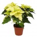 Пуансеттия / Euphorbia pulcherrima, Рождественская звезда