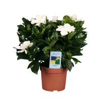 Gardenia