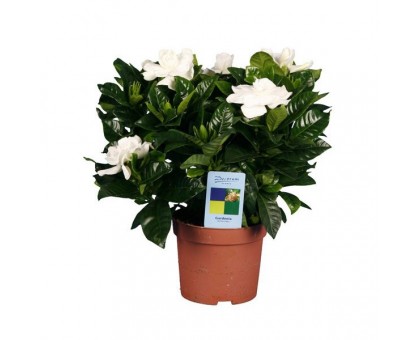 Gardenia