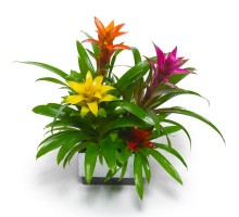 Guzmania
