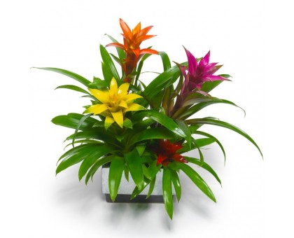 Гузмания / Guzmania 