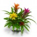 Гузмания / Guzmania 