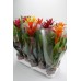 Гузмания / Guzmania 