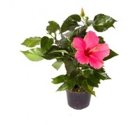 Hibiscus, Chinese rose