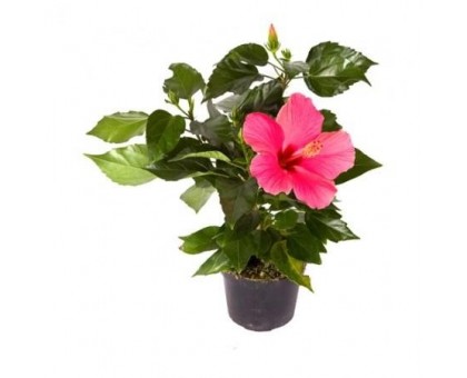 Hibiscus, Chinese rose