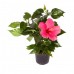 Hibiscus, Chinese rose