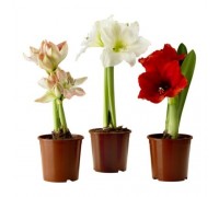 Hippeastrum