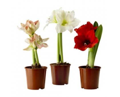 Гиппеаструм / Hippeastrum