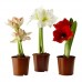 Гиппеаструм / Hippeastrum