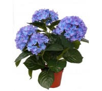 Hydrangea