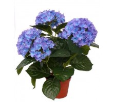 Hydrangea