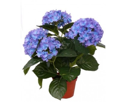 Гортензия / Hydrangea