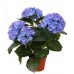 Гортензия / Hydrangea