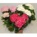 Гортензия / Hydrangea