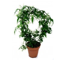Jasmine polyanthus