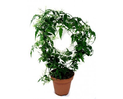 Жасмин полиантум / Jasminum polyanthum