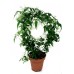 Жасмин полиантум / Jasminum polyanthum