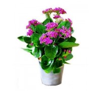 Kalanchoe
