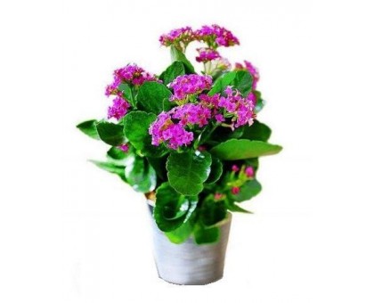 Каланхоэ / Kalanchoe