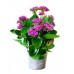 Каланхоэ / Kalanchoe