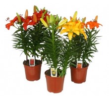 Indoor lily