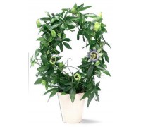 Passionflower