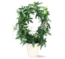 Passionflower