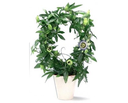 Пассифлора / Passiflora