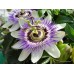 Пассифлора / Passiflora