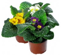 Primrose