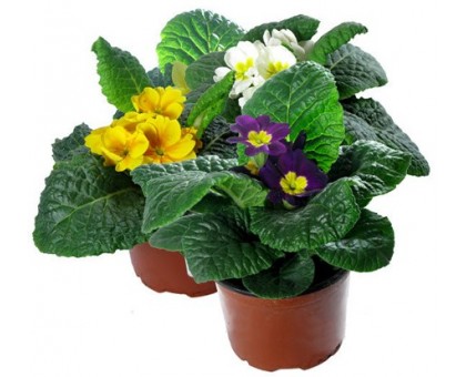 Примула / Primula, первоцвет