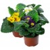 Примула / Primula, первоцвет