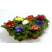 Примула / Primula, первоцвет