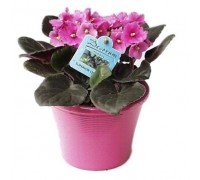 Saintpaulia, Usambara violet