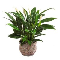 Spathiphyllum, Women's happiness