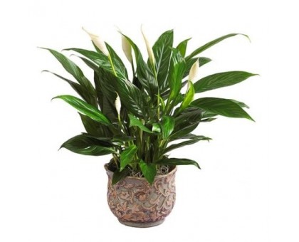 Spathiphyllum, Women's happiness