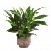 Spathiphyllum, Women's happiness