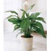 Spathiphyllum, Women's happiness