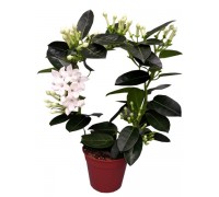 Stephanotis, Madagascar jasmine