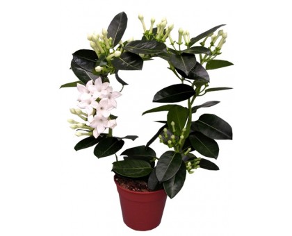 Stephanotis, Madagascar jasmine