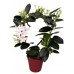 Stephanotis, Madagascar jasmine