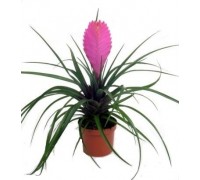 Tillandsia Cyanea